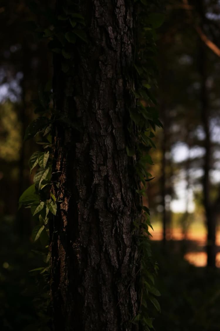 pic
